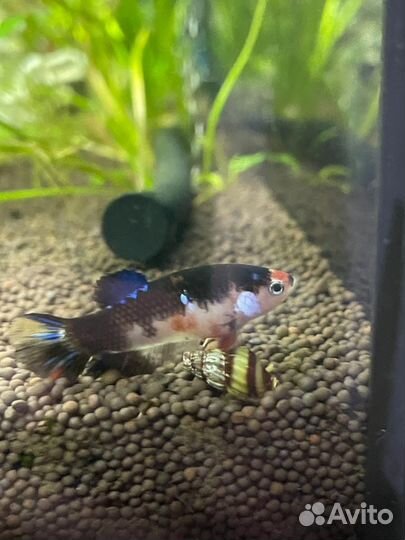 Самки петушка