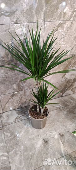 Драцена Маргината 17/75 см