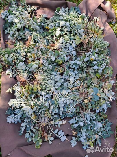 Травы пряные, лекарственные, сушенные