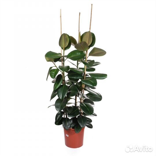 Горшечные растения