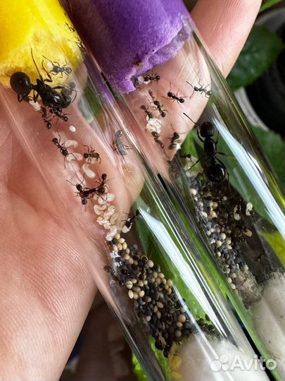 Муравьи messor structor, жнецы, матка муравьев