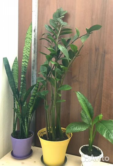 Замиокулькас, сансевиерия