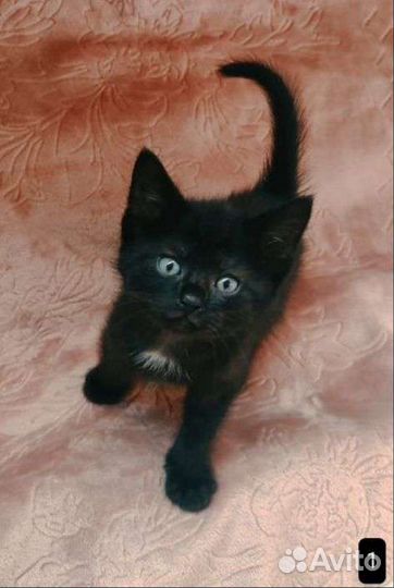 Котенок 1,5 мес. Ищет дом. Веселый урчалка