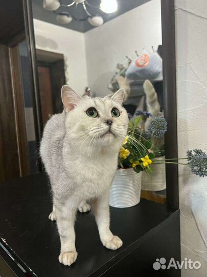 Котик в добрые руки