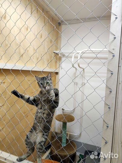 Передержка для кошек