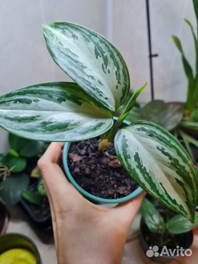 Аглаонема сильвер бей