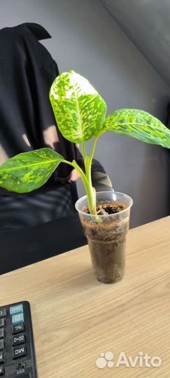 Диффенбахия Рефлектор