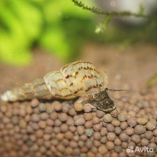 Улитки аквариумные