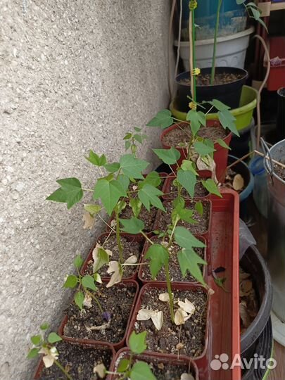 Саженцы папайи