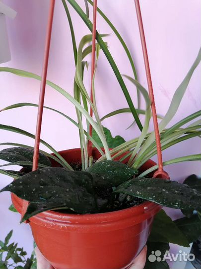 Комнатные растения цветы