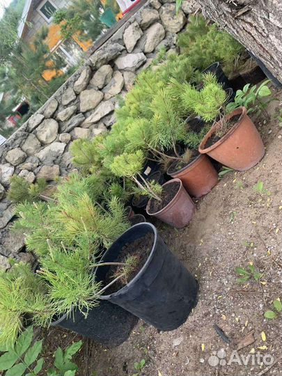 Сосна горная Пумилио