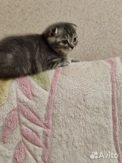 Шотландские котики серые