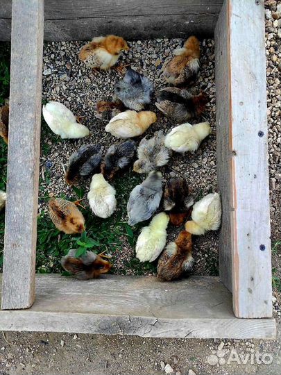 Цыплята