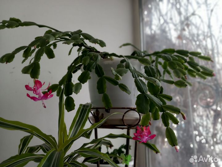 Декабрист шлюмбергера