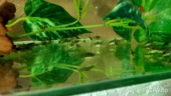 Аквариумные рыбки,сомики каридорасы