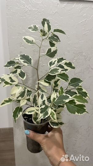 Фикус бенджамина