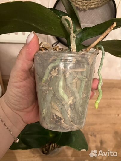 Орхидея фаленопсис I-Hsin Cherry Bomb