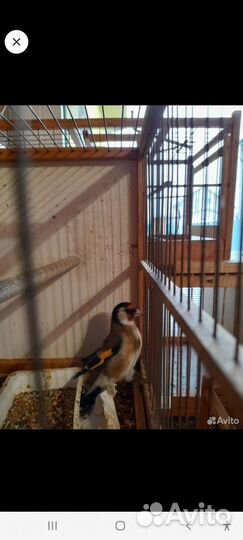 Певчие лесные птицы