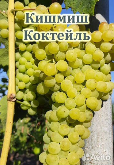 Зимостойкий и неукрывной виноград