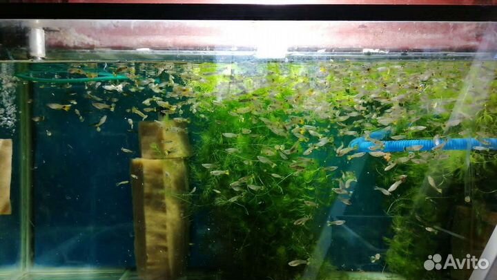 Аквариум