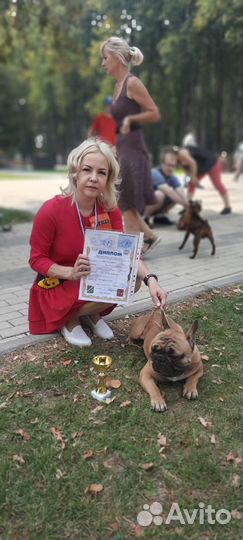 Вязка французский бульдог