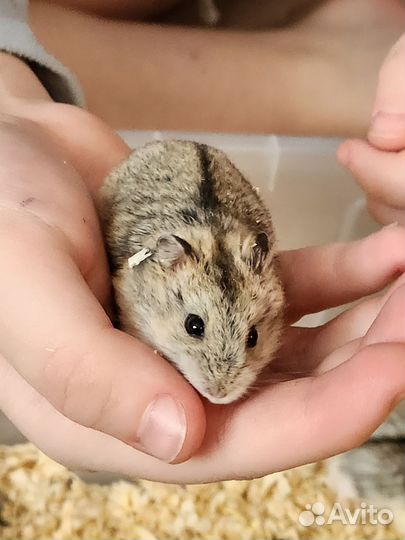 Джунгарский хомяк бесплатно