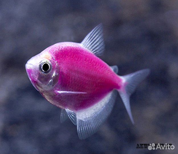 Рыба Тернеция