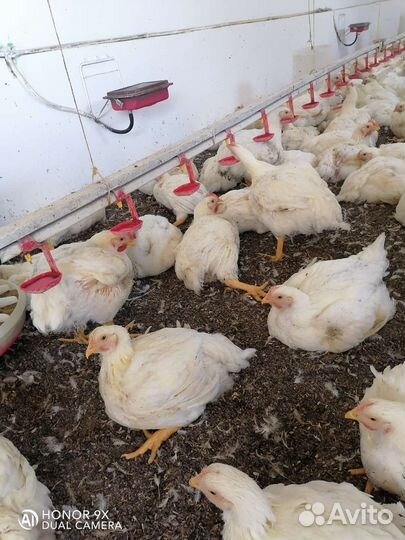 Куры бройлеры Росс-308