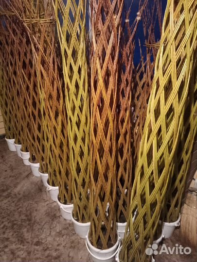 Ива плетеная