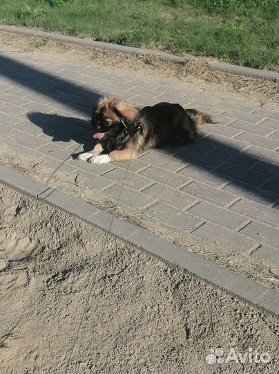 Маленькая собачка