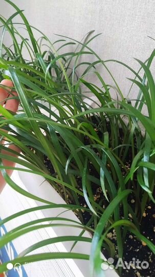 Гиппеаструм