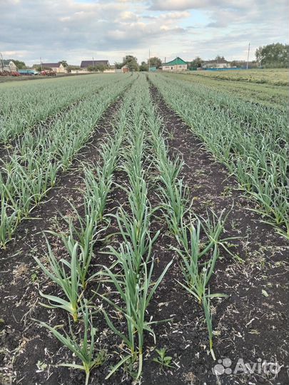 Чеснок посадочный материал с доставкой