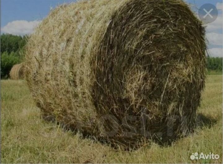 Продам сено в рулонах