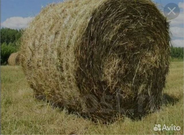 Продам сено в рулонах