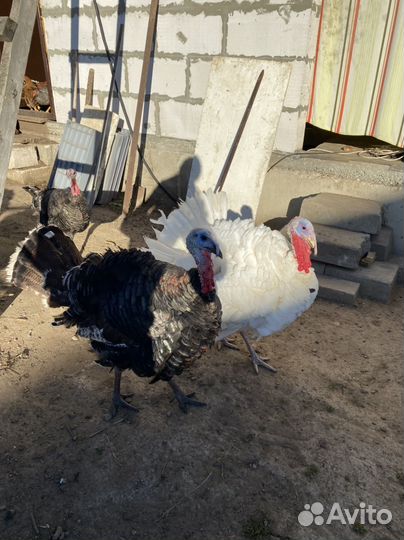 Индюки на племя белые широкогрудые