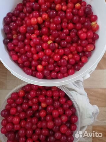 Кусты вишни, крыжовник, слива, малина,ежевика купить в Великом ...