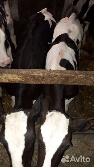 Бычки,телки