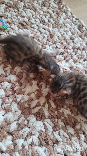 Бенгальская