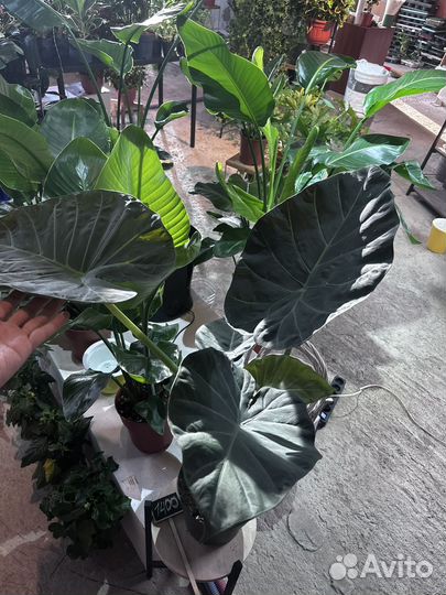 Алоказия огромная регал шилдс