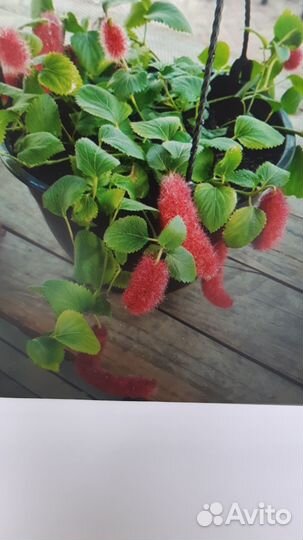 Акалифа (лисохвост)