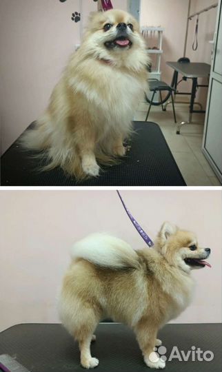 Модели собак