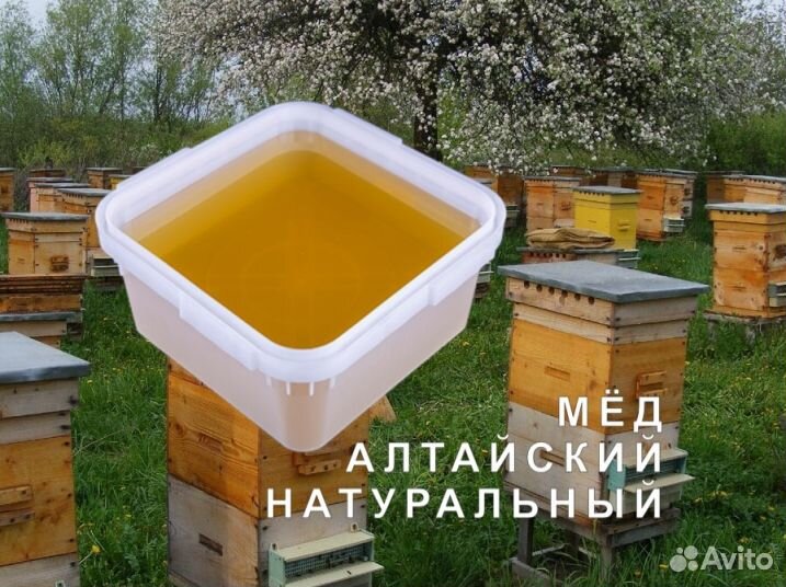 Мёд натуральный с Алтая оптом