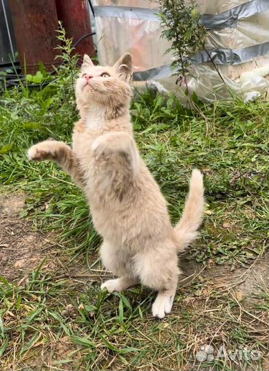 Малыш Кекс в добрые руки)