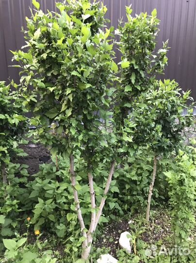 Гибискус древовидный