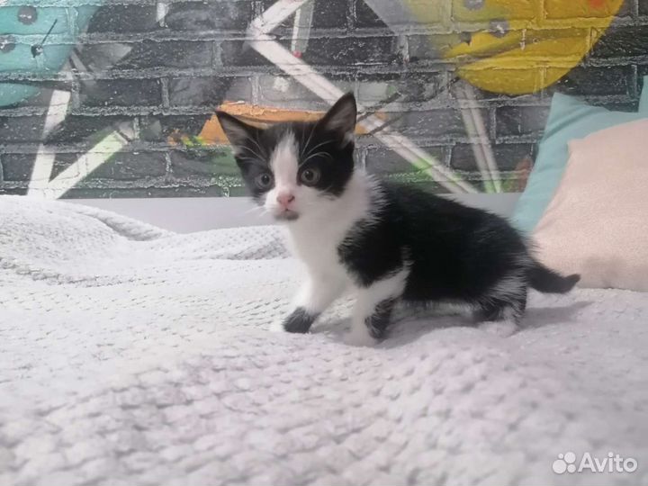 Котята мышеловки