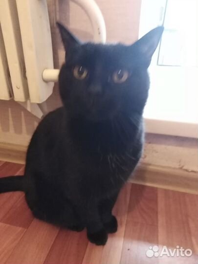 Цветов не надо