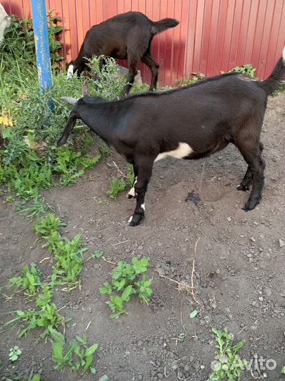 Продам козла