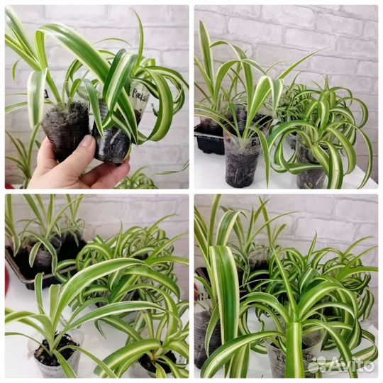 Хлорофитум кудрявый Бонни и Лаксум