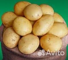 Ривьера - семенной картофель почтой