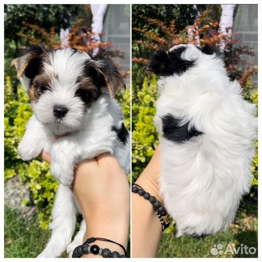 Бивер терьер щенки п-ка Костбар Шатц